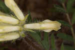 Tennessee milkvetch